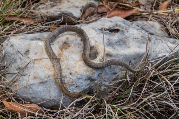 Dead Freminville\'s Scorpion-eating Snake (Stenorrhina freminvillei), northwestern Guatemala