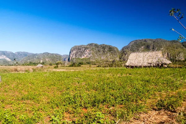 Landwirtschaftliche Landschaft Des Vinales Tals Kuba — Stockfoto