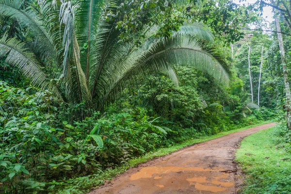 Cockscomb Havzası yaban hayatı kutsal, Belize için önde gelen bir ormanda çamurlu yol