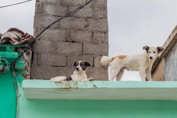 Köpekler Sancti Spiritus, Küba'da bir çatı üzerinde