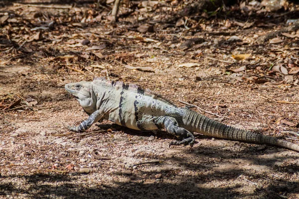 Iguana Noir Sur Site Archéologique Maya Chichen Itza Mexique — Photo