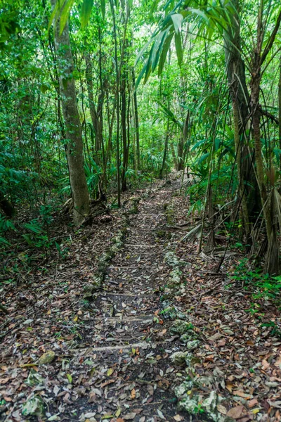 Hiking Trail tabiatı Biotopo Cerro Cahui, Guatemala