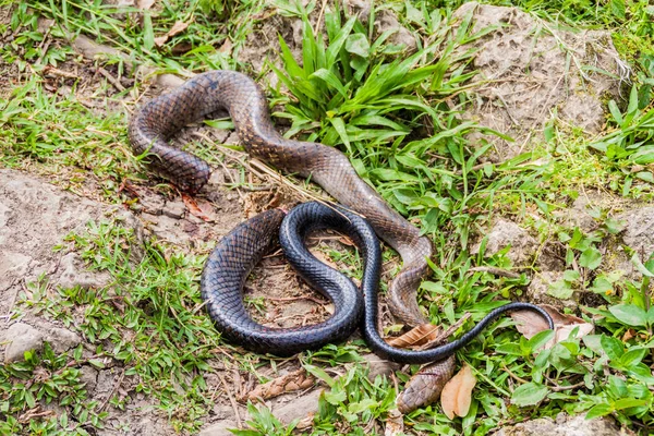 Cobras Índigo Drymarchon Corais Mortas Por Facão Guatemala — Fotografia de Stock