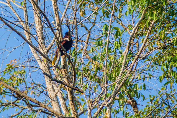 Montezuma kartalı (Psarocolius montezuma) bir ağacın, Milli Parkı Tikal, Guatemala