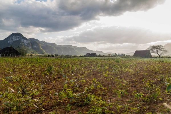 Tütün alanları ve Vinales, Cuba yakınındaki kurutma evleri peyzaj