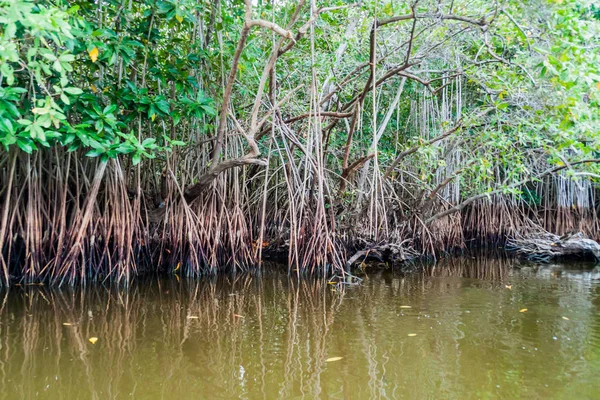 Mangroven Wildtierreservat Biotopo Monterrico Hawaii Guatemala — Stockfoto