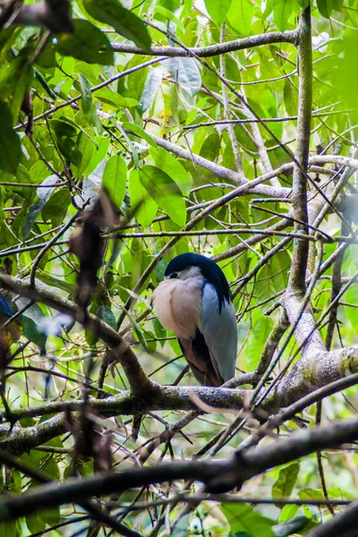 Tekne - gagalı balıkçıl (Cochlearius cochlearius) Cockscomb Havzası Wildlife Sanctuary, Belize.