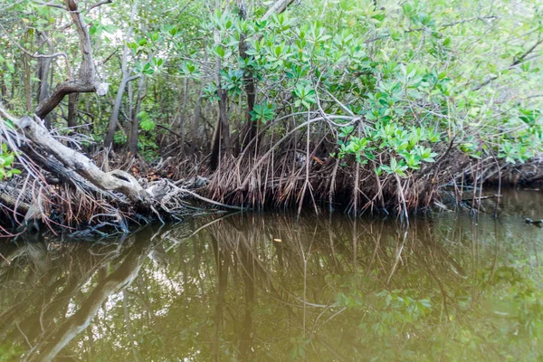 Yaban hayatı Mangrovs Biotopo Monterrico-Hawaii, Guatemala rezerv