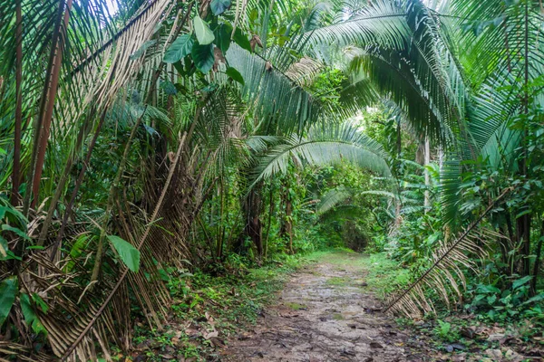 Hiking trail Cockscomb Havzası Wildlife Sanctuary, Belize.