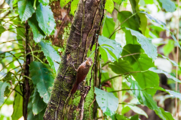 Fildişi gagalı woodcreeper (Xiphorhynchus flavigaster) Cockscomb Havzası Wildlife Sanctuary, Belize.