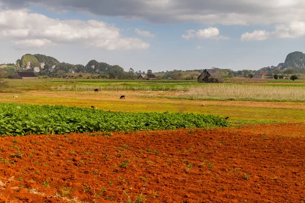 Vinales, Cuba yakınındaki tütün alanları
