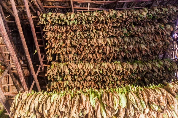 Tobacco leaves in a drying room in Vinales valley, Cuba