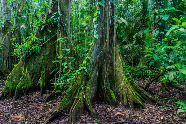 Enormes Árvores Uma Selva Cockscomb Basin Wildlife Sanctuary Belize — Fotografia de Stock