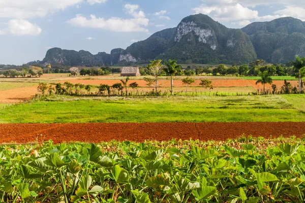 Vinales, Cuba yakınındaki tarım peyzaj