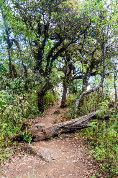 Trail leading to the peak of San Pedro volcano, Guatemala