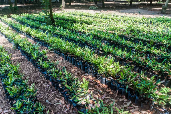 Unga Plantor Macadamia Träd Guatemala — Stockfoto