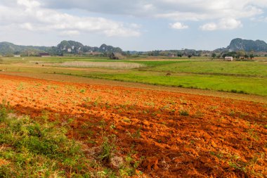 Vinales, Cuba yakınındaki tütün alanları
