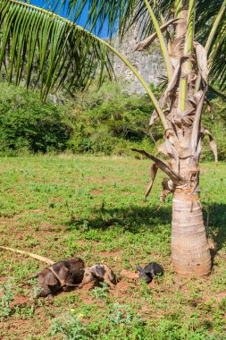 Birkaç domuz Vinales Valley, Küba