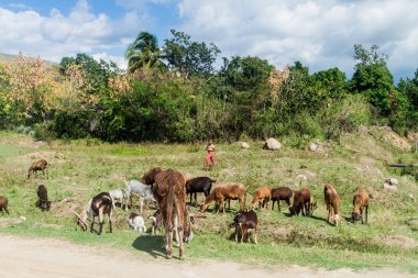 El Cobre, Küba - 1 Şubat 2016: El Cobre Köyü, Küba keçi sürüsü