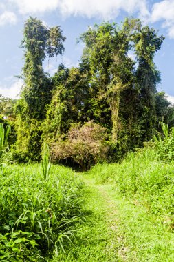 Hiking trail Cockscomb Havzası Wildlife Sanctuary, Belize.