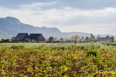 Tütün alanları ve Vinales, Cuba yakınındaki kurutma evleri peyzaj