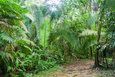 Hiking trail Cockscomb Havzası Wildlife Sanctuary, Belize.