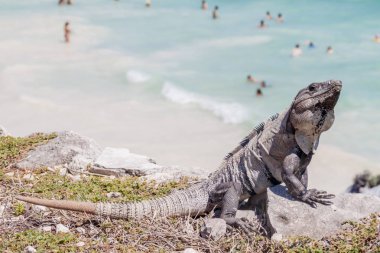 Antik Maya şehir Tulum, Meksika kalıntıları, siyah Iguana. İnsanlar yak²n arka planda sahilde.
