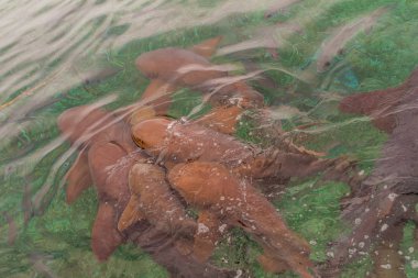 Grup hemşire köpekbalıkları köpek balığı Ray Alley, Belize (Ginglymostoma cirratum)