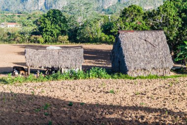 Vinales, Cuba yakınındaki kırsal yerleşim