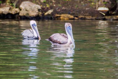 Pelikan Rio Dulce River, Guatemala
