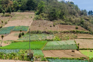 Zunil village, Guatemala yakınındaki sebze alanları