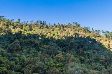 Guatemala dağlar: Quetzaltenango yakınındaki ormanda