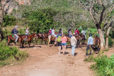Vinales, Küba - 19 Şubat 2016: Atlar Vinales Valley, Küba'ya turist grup rides