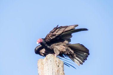 Playa Giron village, Küba yakınındaki kutup hindi akbabası (Cathartes havası)