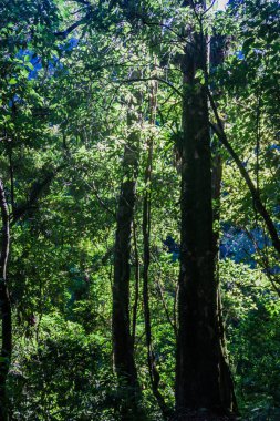 Guatemala dağlar: Quetzaltenango yakınındaki ormanda
