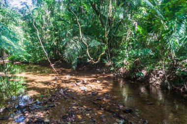 Küçük dere Cockscomb Havzası Wildlife Sanctuary, Belize.
