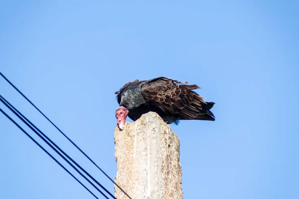 Turkey Vulture Cathartes Aura Pole Playa Giron Village Cuba — Stock Photo, Image