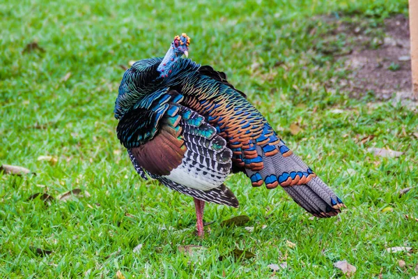 Ozelierter Truthahn Meleagris Ocellata Guatemala Der Nähe Der Ruinen Von — Stockfoto