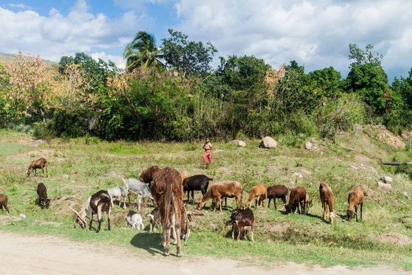 Cobre Kuba Února 2016 Stádo Koz Cobre Vesnici Kuba — Stock fotografie