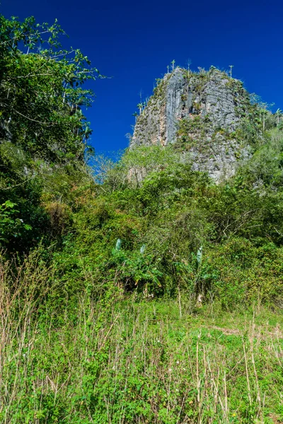 Mogote Colina Piedra Caliza Cubierta Por Vegetación Valle Vinales Cuba — Foto de Stock