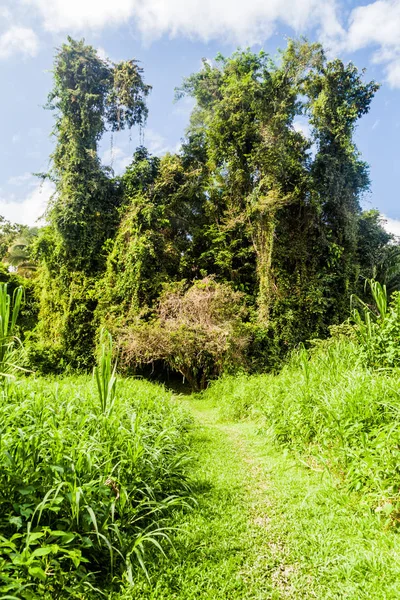 Hiking trail Cockscomb Havzası Wildlife Sanctuary, Belize.
