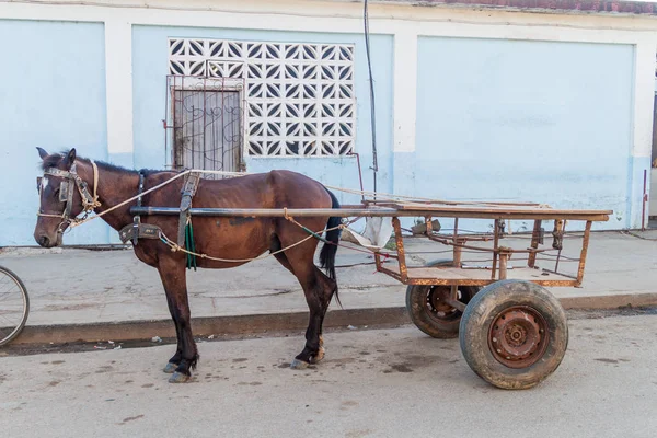 Kůň Čeká Jeho Košík Vesnici Vinales Kuba — Stock fotografie
