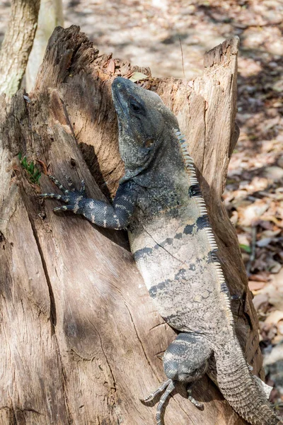 Iguana Noir Sur Site Archéologique Maya Chichen Itza Mexique — Photo