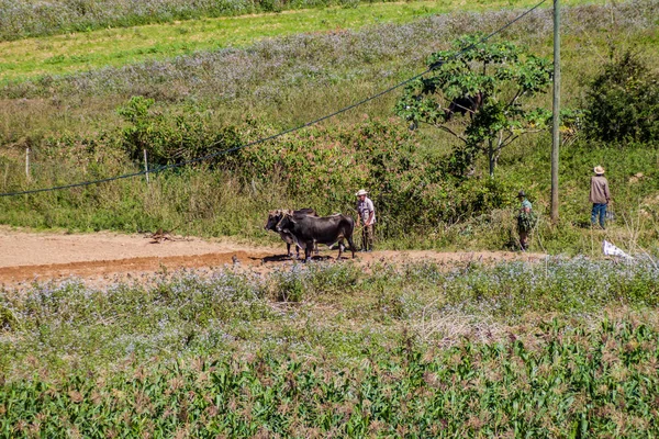 Vinales Kuba Února 2016 Zemědělské Práce Údolí Vinales Kuba — Stock fotografie