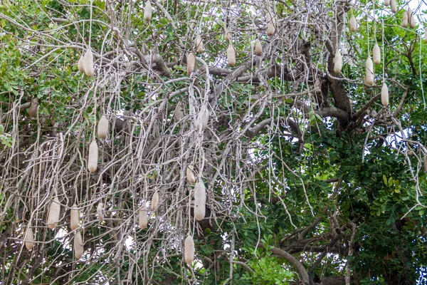 Плоды Кигелии Заросли Деревом Деревне Гибара Кубе — стоковое фото