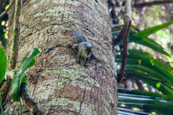 Eekhoorn Cockscomb Bekken Wildlife Sanctuary Belize — Stockfoto