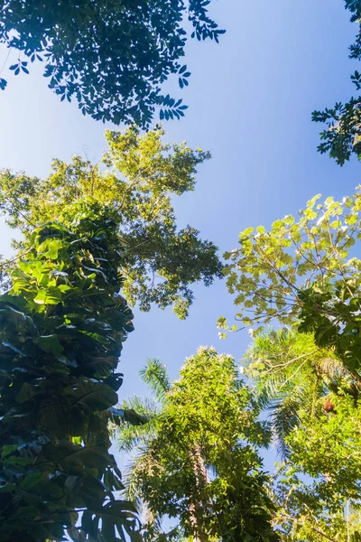 Uzun boylu ağaçlar Vinales Valley, Küba