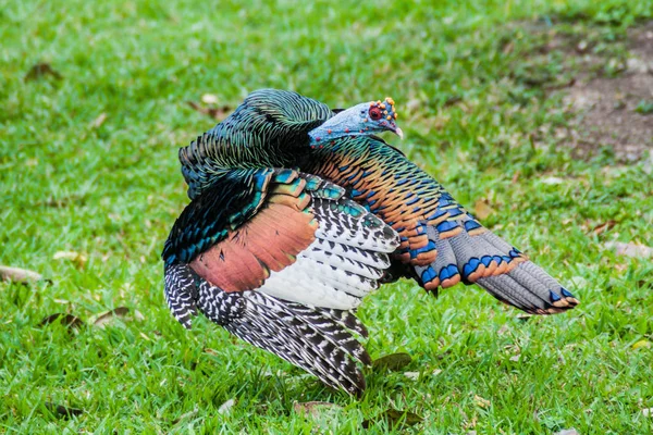 Ocellated Τουρκία Μελεαγρίς Ocellata Στη Γουατεμάλα Κοντά Στα Ερείπια Του — Φωτογραφία Αρχείου