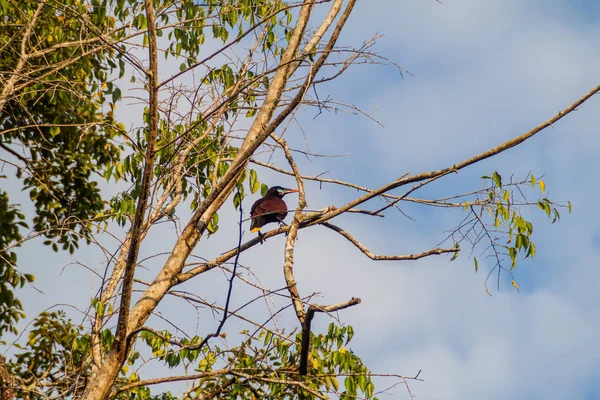 Montezuma kartalı (Psarocolius montezuma) bir ağacın, Milli Parkı Tikal, Guatemala