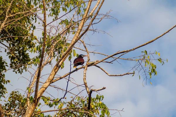 Montezuma Oropendola Psarocolius Montezuma Uma Árvore Parque Nacional Tikal Guatemala — Fotografia de Stock